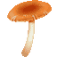 File:Mushroom TC.png