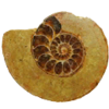 TL Treasure Ammonite Fossil.png
